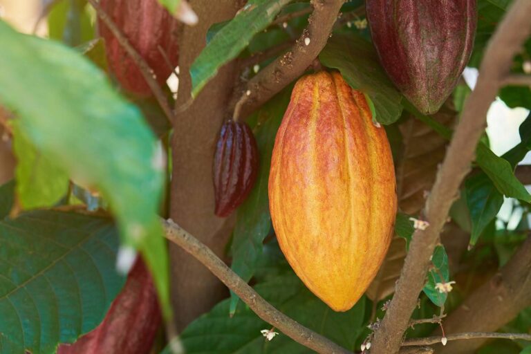 pianta di cacao