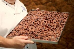mastro cioccolatiere con teglia di fave di cacao