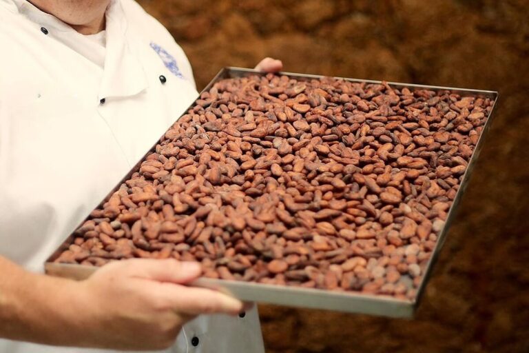 mastro cioccolatiere con teglia di fave di cacao
